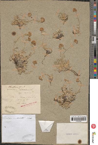 spécimen de Artemisia glacialis