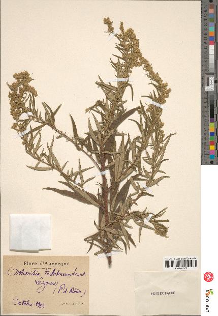 spécimen de Artemisia verlotiorum