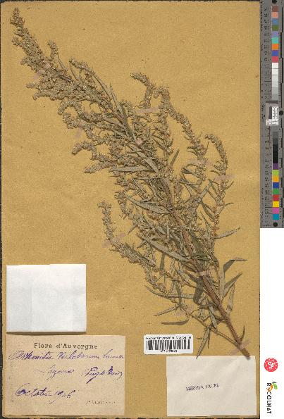 spécimen de Artemisia verlotiorum