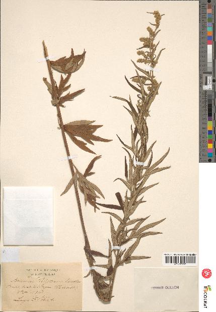 spécimen de Artemisia verlotiorum