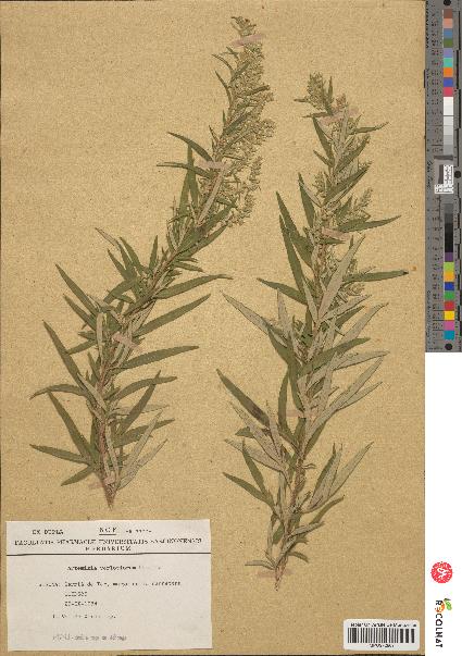 spécimen de Artemisia verlotiorum