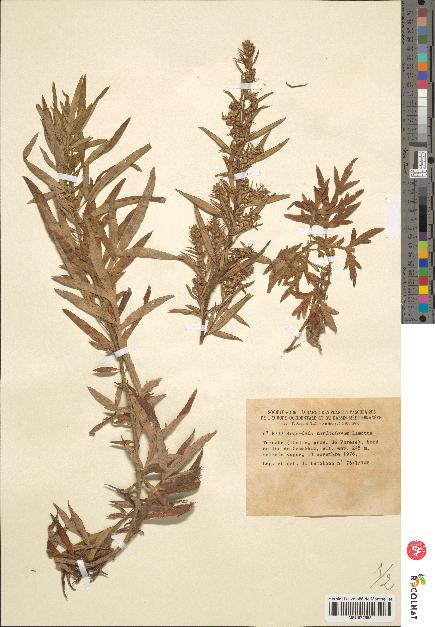 spécimen de Artemisia verlotiorum