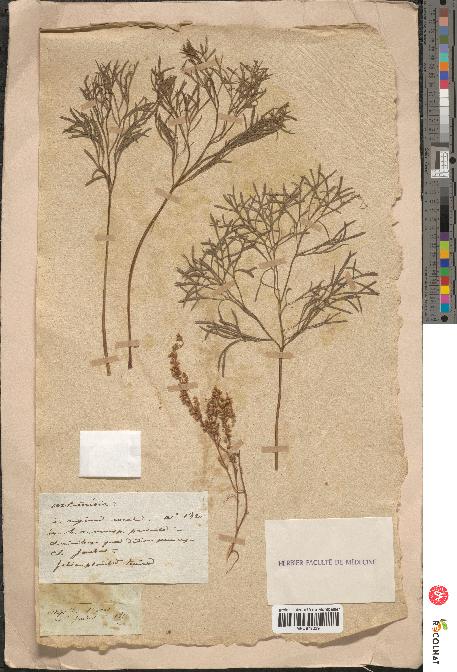 spécimen de Artemisia sp.