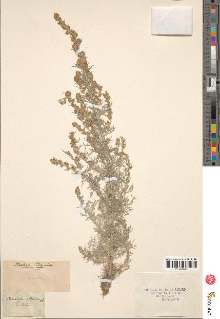 spécimen de Artemisia mutellina