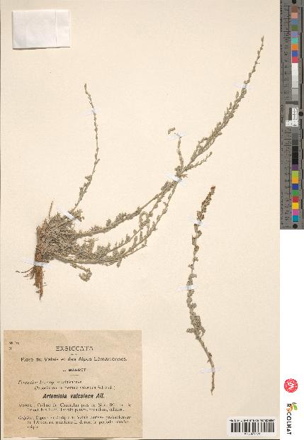 spécimen de Artemisia mutellina