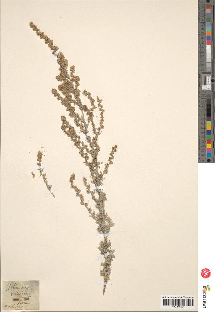 spécimen de Artemisia mutellina