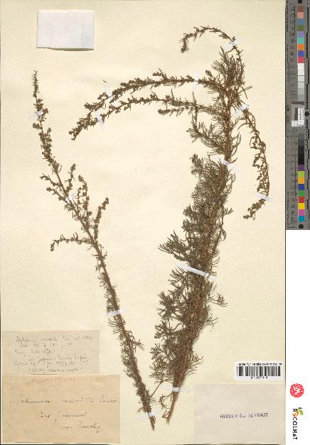 spécimen de Artemisia variabilis