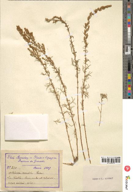 spécimen de Artemisia variabilis