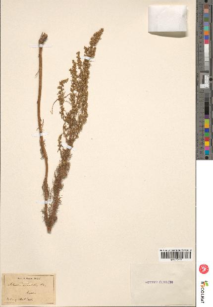 spécimen de Artemisia variabilis