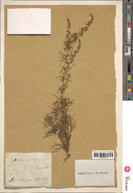 spécimen de Artemisia variabilis