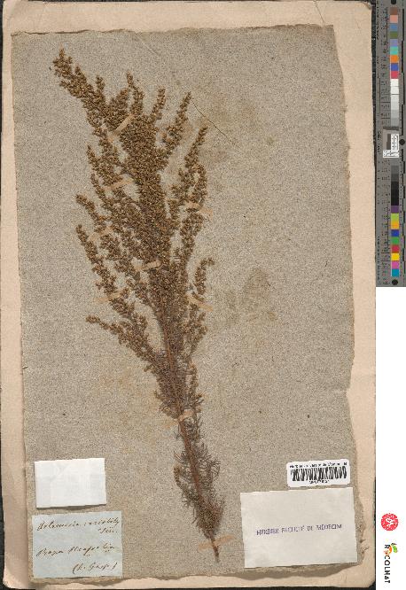 spécimen de Artemisia variabilis