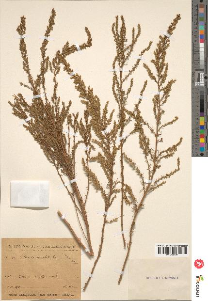 spécimen de Artemisia variabilis