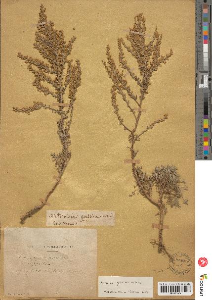 spécimen de Artemisia gallica