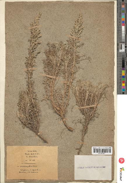 spécimen de Artemisia gallica