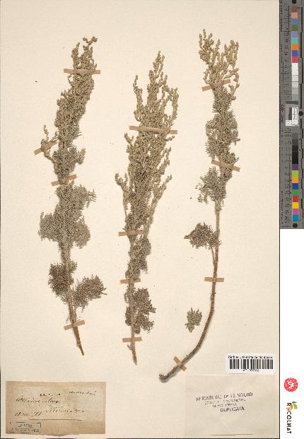 spécimen de Artemisia gallica