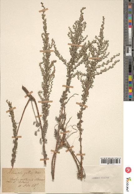 spécimen de Artemisia gallica