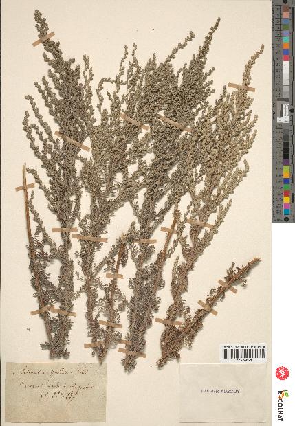 spécimen de Artemisia gallica