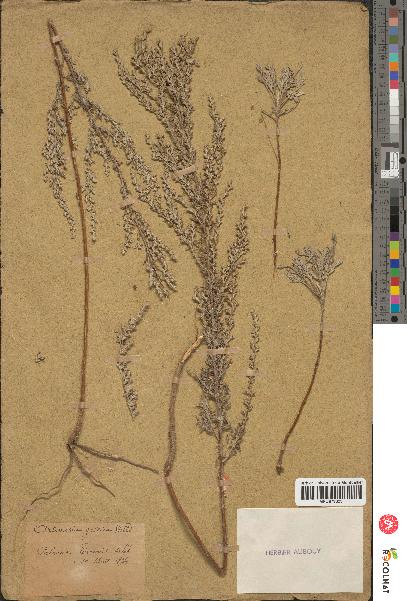 spécimen de Artemisia gallica
