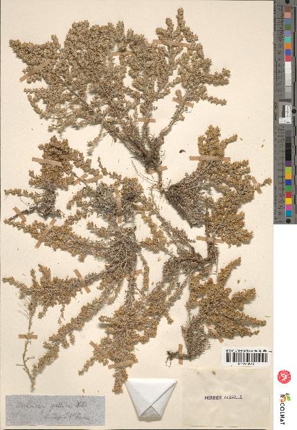 spécimen de Artemisia gallica