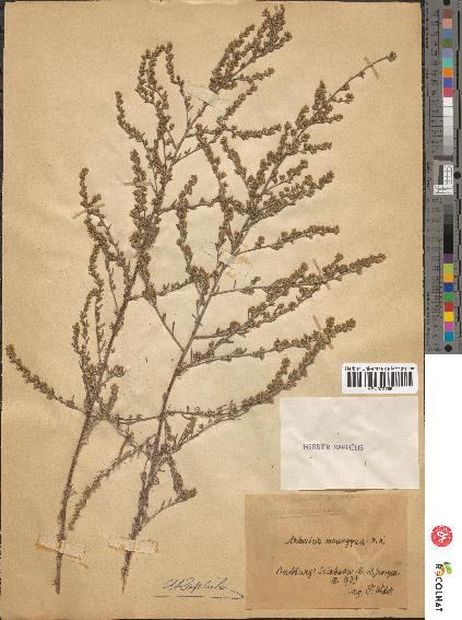 spécimen de Artemisia monogyna