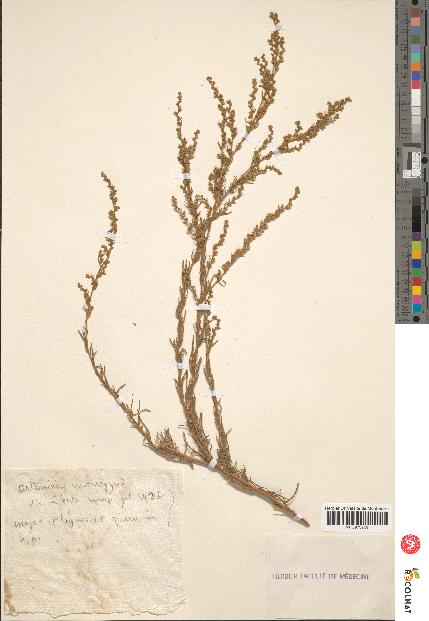 spécimen de Artemisia monogyna