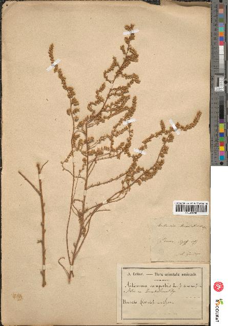 spécimen de Artemisia campestris