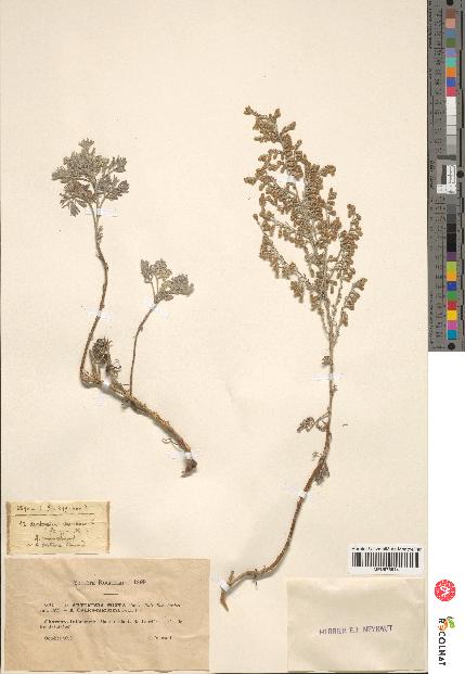 spécimen de Artemisia maritima