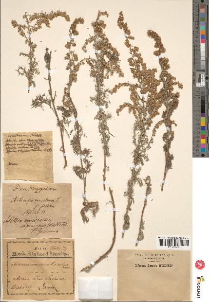 spécimen de Artemisia maritima