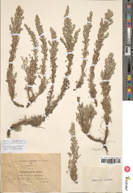 spécimen de Artemisia gallica