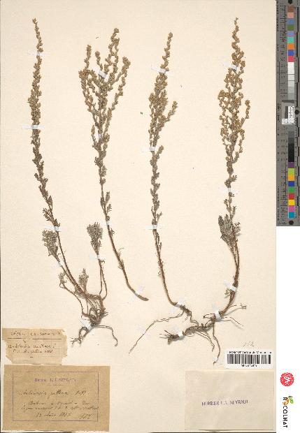 spécimen de Artemisia gallica