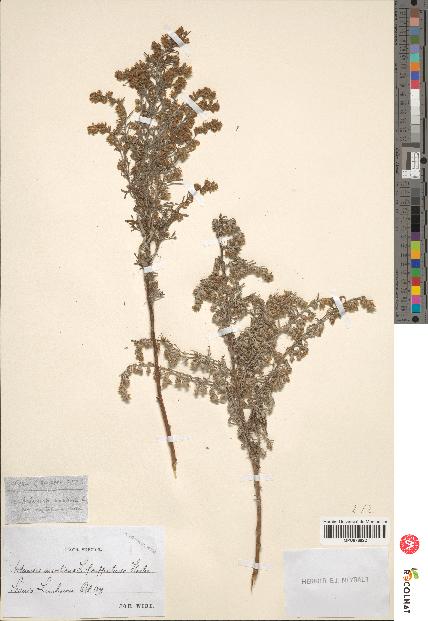 spécimen de Artemisia gallica