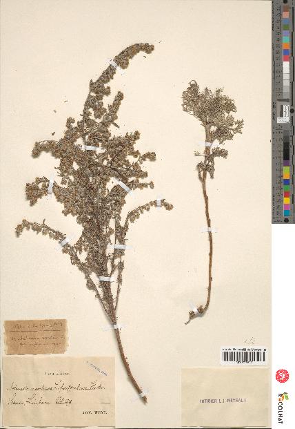 spécimen de Artemisia gallica