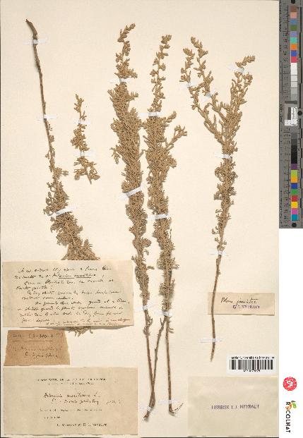 spécimen de Artemisia gallica