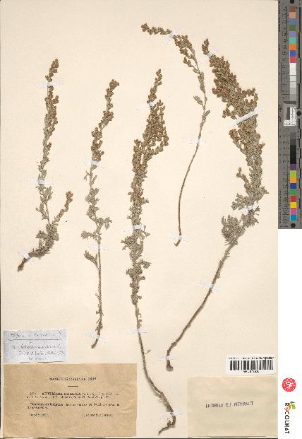 spécimen de Artemisia gallica