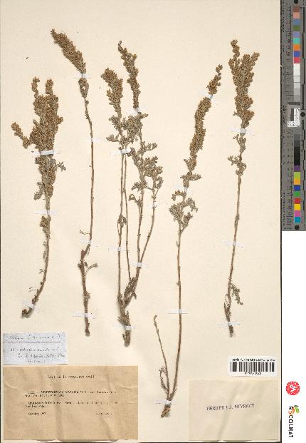 spécimen de Artemisia gallica