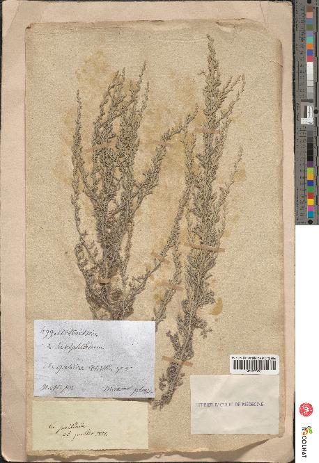 spécimen de Artemisia gallica