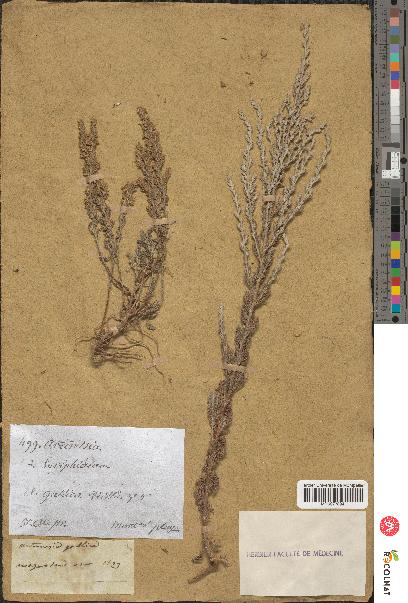 spécimen de Artemisia gallica