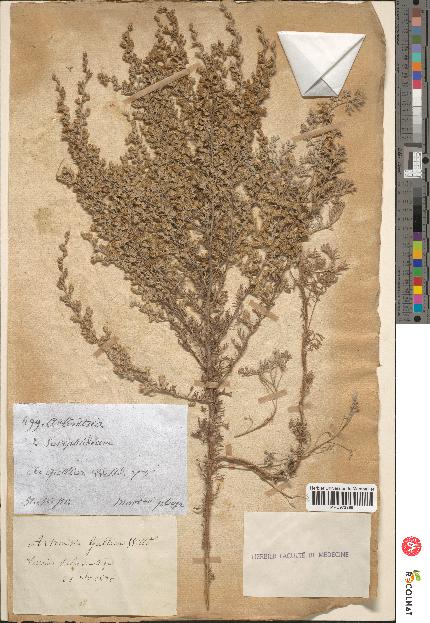 spécimen de Artemisia gallica