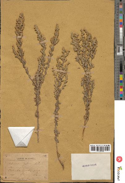 spécimen de Artemisia gallica