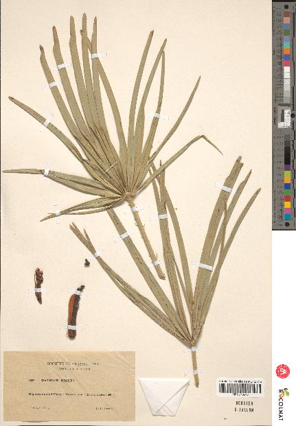 spécimen de Chamaerops humilis