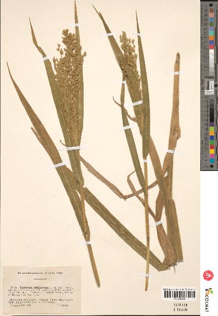 spécimen de Panicum miliaceum