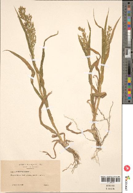 spécimen de Panicum miliaceum