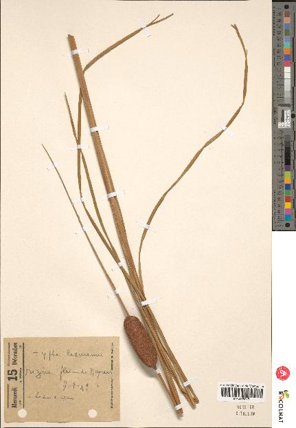 spécimen de Typha laxmannii