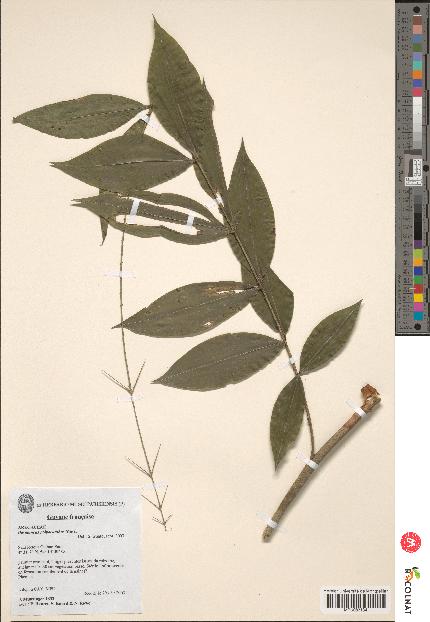 spécimen de Desmoncus polyacanthos