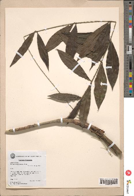 spécimen de Desmoncus polyacanthos
