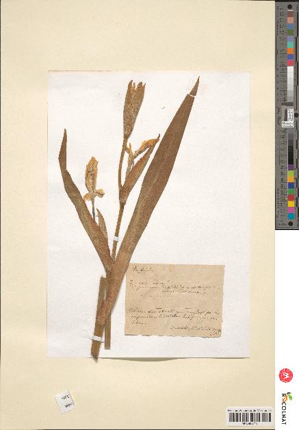 spécimen de Iris pseudacorus