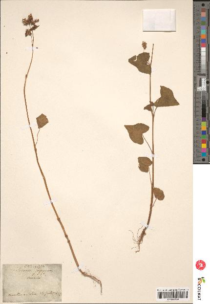 spécimen de Polygonum fagopyrum