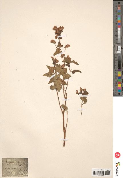 spécimen de Polygonum fagopyrum