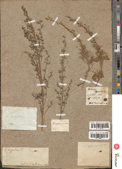 spécimen de Artemisia corymbosa