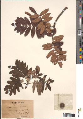 spécimen de Sorbus domestica